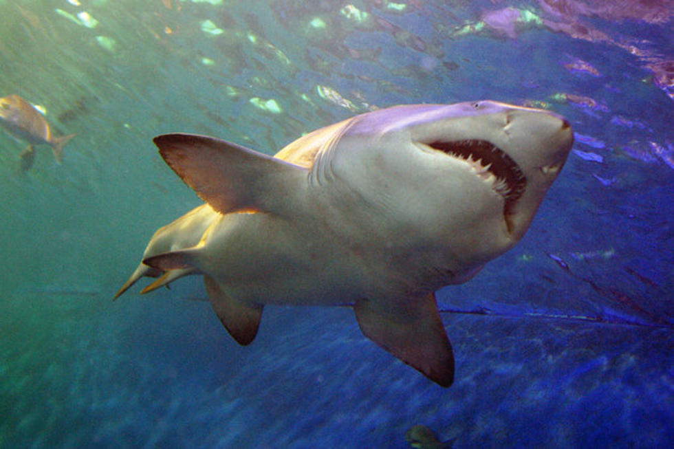 Texas Man Nearly Sinks His Boat Trying to Catch Massive Tiger Shark [VIDEO]