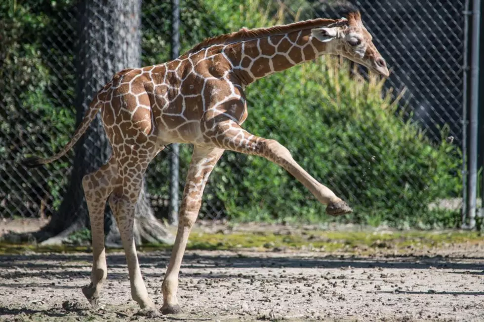Newborn North Texas Giraffe Gets Named After Mr. 3000, Adrian Beltre
