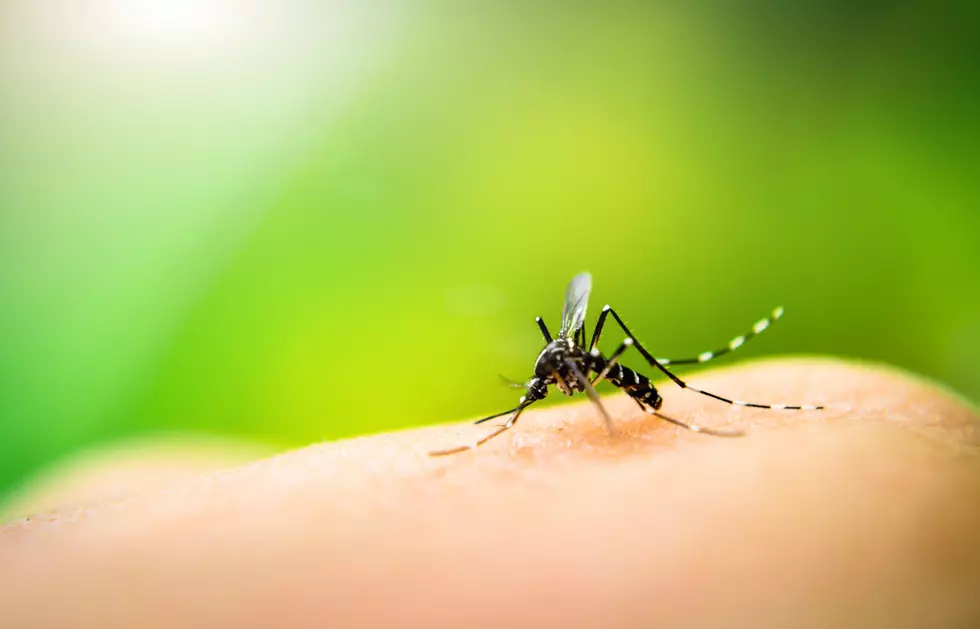 Mosquitoes in Wichita Falls Test Positive for West Nile Virus
