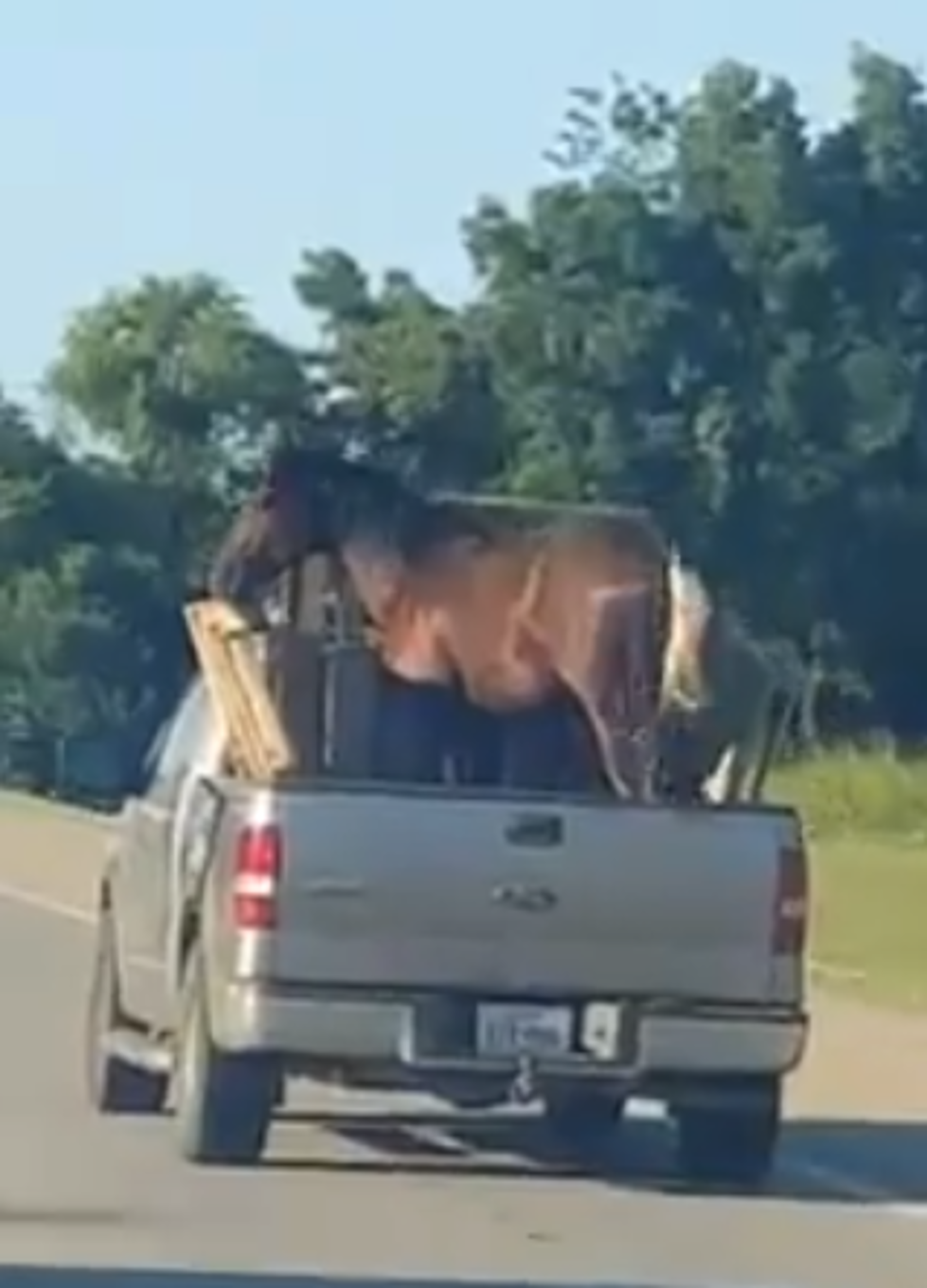 Someone in Oklahoma Just Threw Their Horse in the Back of the Pickup [VIDEO]