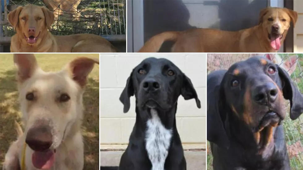 10 Wichita Falls Dogs That Need a Home For the Holidays