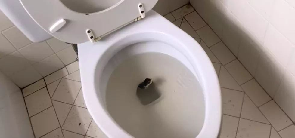 Five Foot Snake Caught Lurking in Texas Toilet [VIDEO]