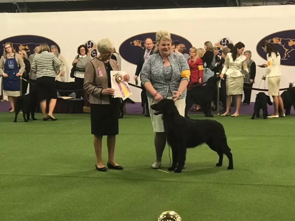 Texoma Dog Dominates In His Category at Westminster Dog Show