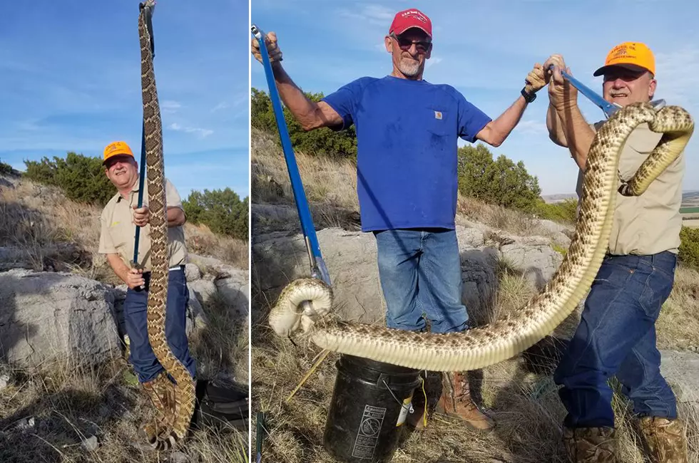 Get a Load of These Huge Rattlesnakes Caught Last Weekend Near Lawton, Oklahoma
