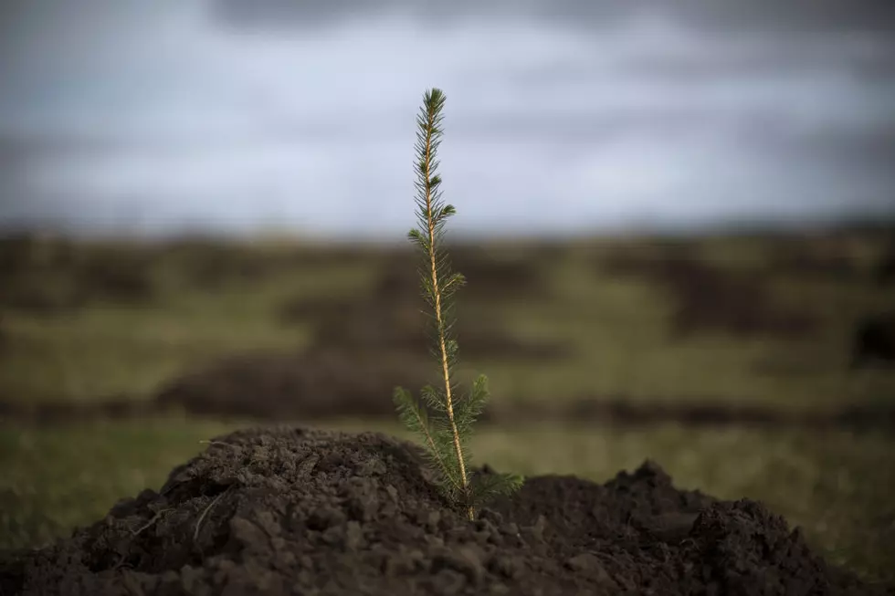 Oncor Electric is Giving Away Free Trees to Plant in Your Yard, Here’s How to Get Yours