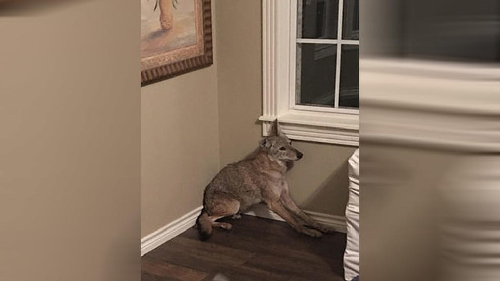 Oklahoma Woman Wakes Up to Find a Coyote in Her Bedroom