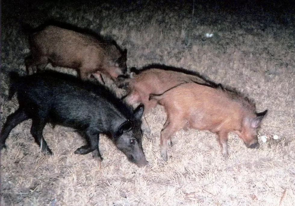 Texas Wild Hog Population Continues to Grow