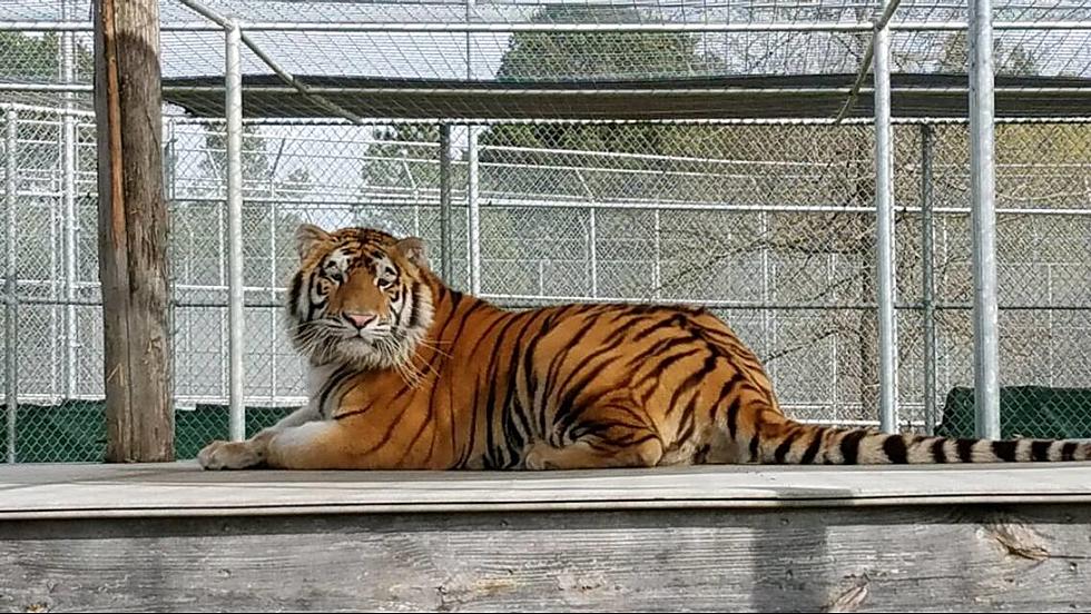 Tiger Found in Abandoned Texas Home Now Living the Good Life