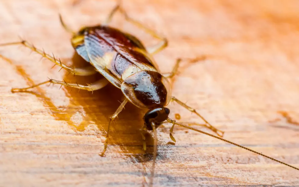 Texas Zoo Will Name a Cockroach After Your Ex and Then Feed it to a Meerkat