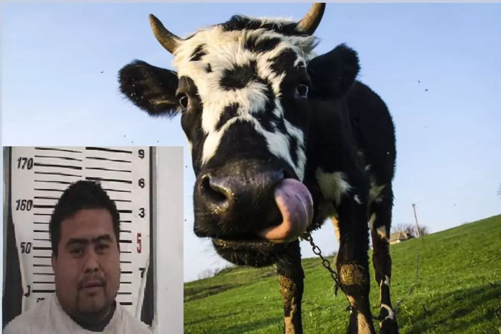 Texas Border Patrol Found a Man Allegedly Having Sex With a Cow