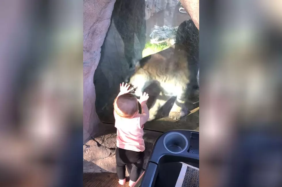 Watch This Brave Baby Face Off With a Mountain Lion