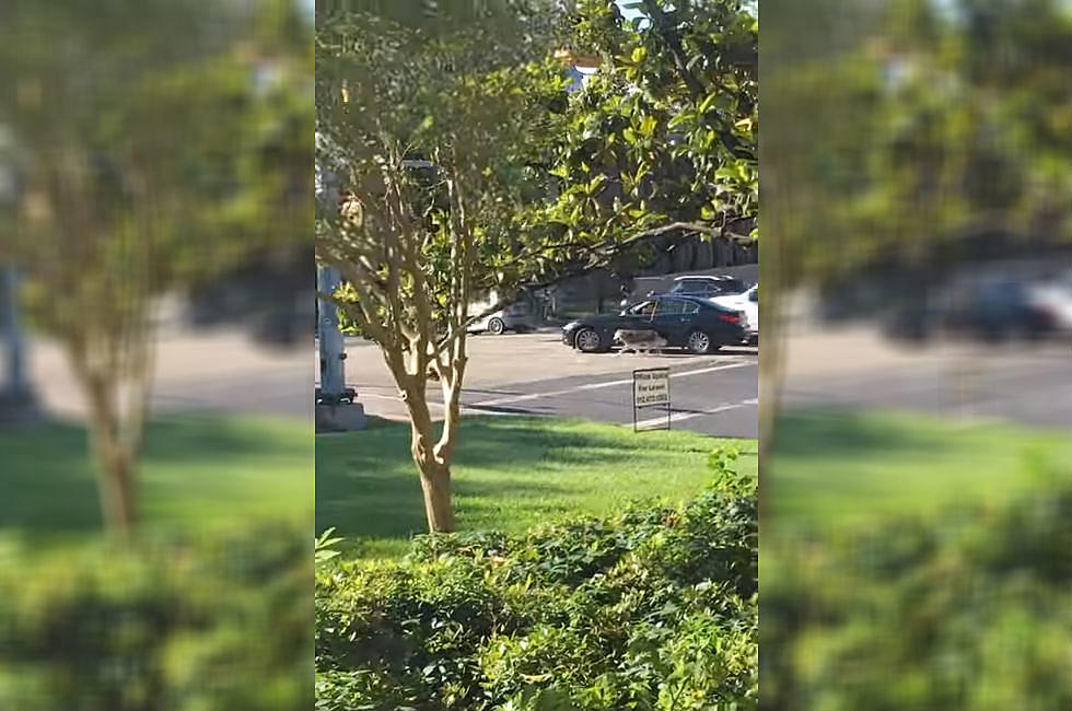 Texas Motorist Caught Walking Dog While Driving