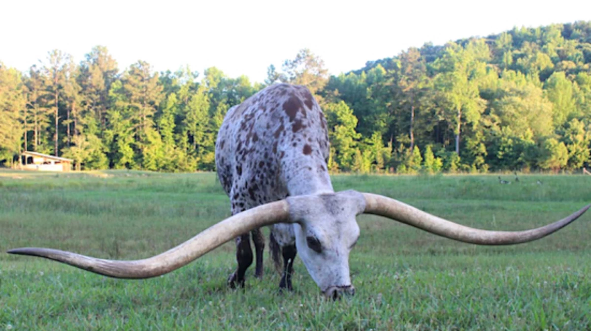 Texas Longhorn Now Holds the Record for the Longest Horn Spread