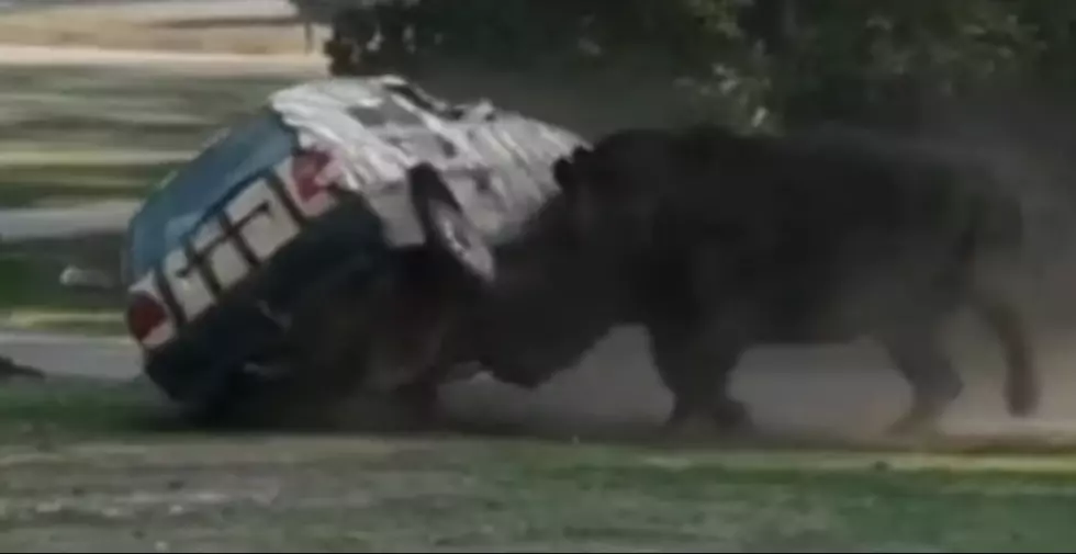 Mad Rhino Flips Zookeeper’s Car