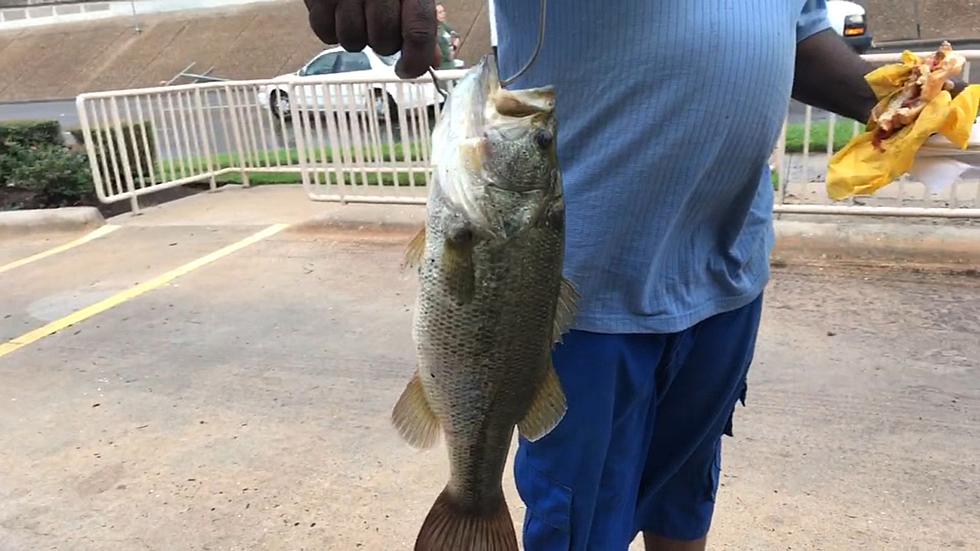 Texas Man Caught a Fish on a Flooded Road Right Outside of a Whataburger
