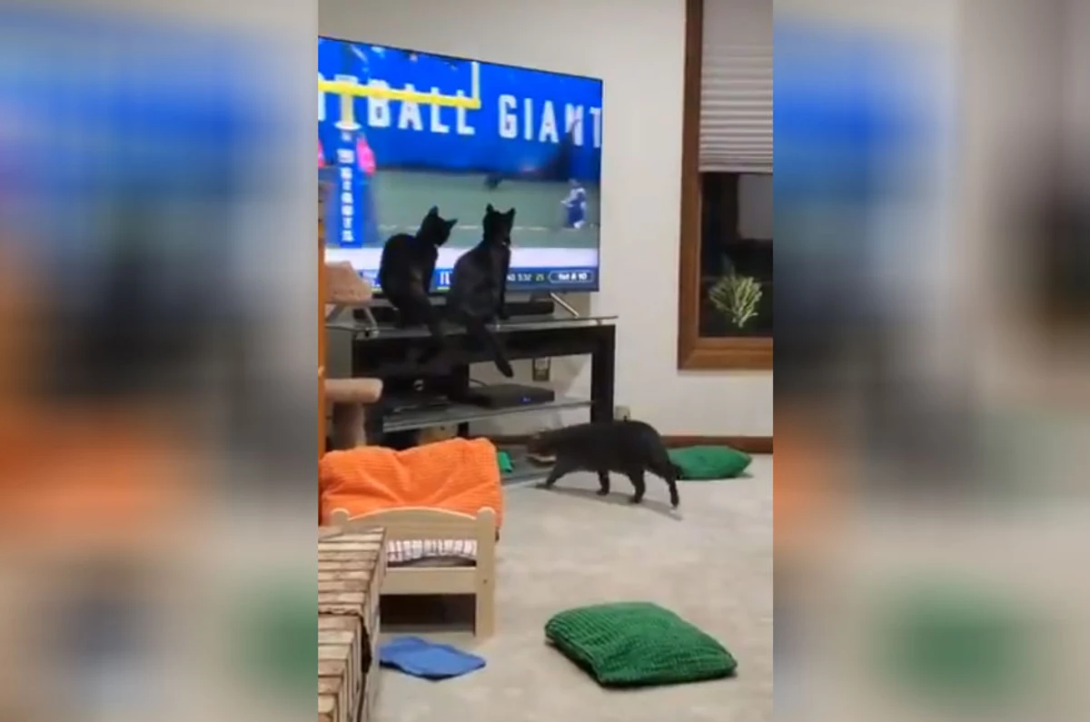 Black Cats Watch Black Cat Run On Field During Cowboys Giants