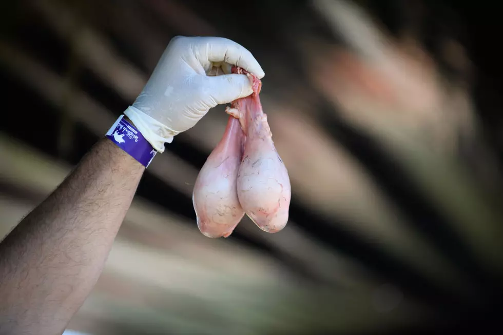 What in the World is the Texas Testicle Festival?