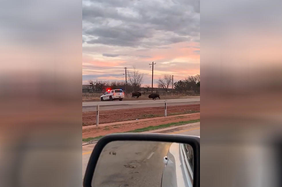 Video Shows Buffalo Causing a Traffic Jam in Buffalo Gap, Texas