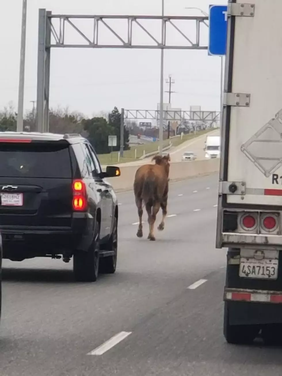 Horse Caught Running Down Highway 287 in Wichita Falls