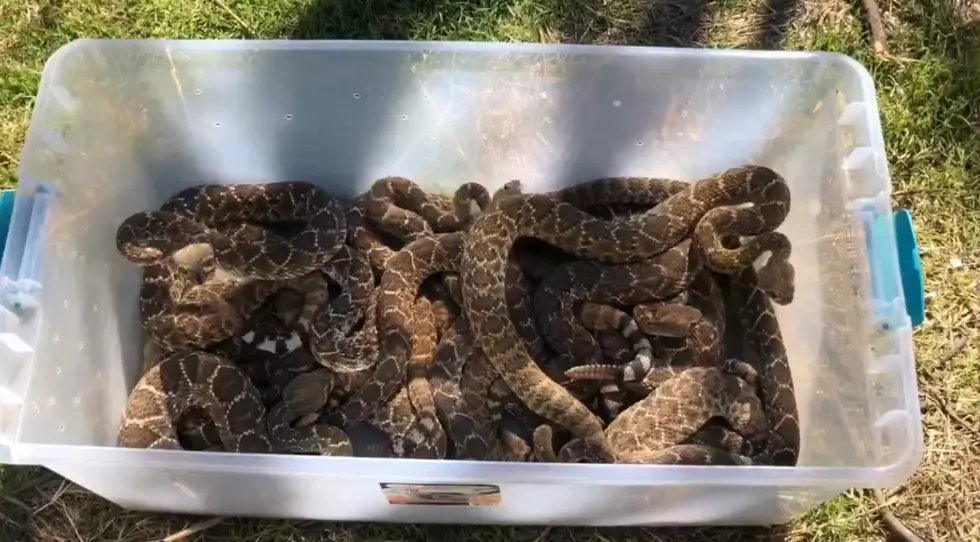 Insane Rattlesnake Removal from Under Texas House