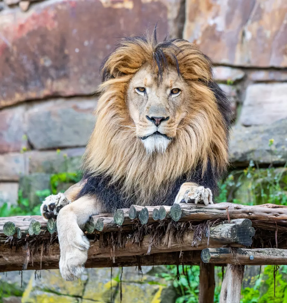 Fort Worth Zoo Named the Best Zoo in the Country