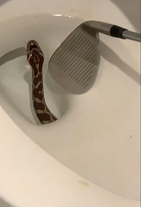 Arizona Woman Discovers Snake Inside Her Toilet