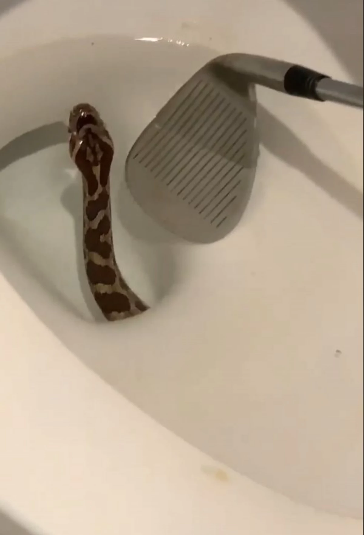 Texas Woman Finds Snake Emerging From Toilet in Middle of Night