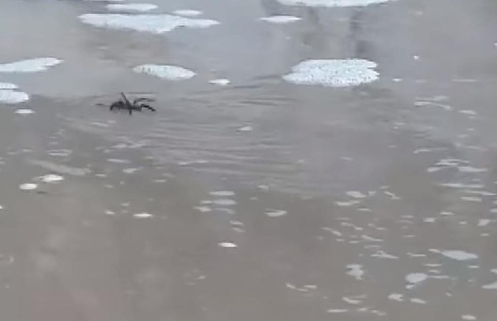 Great – We Have Swimming Tarantulas in Texas