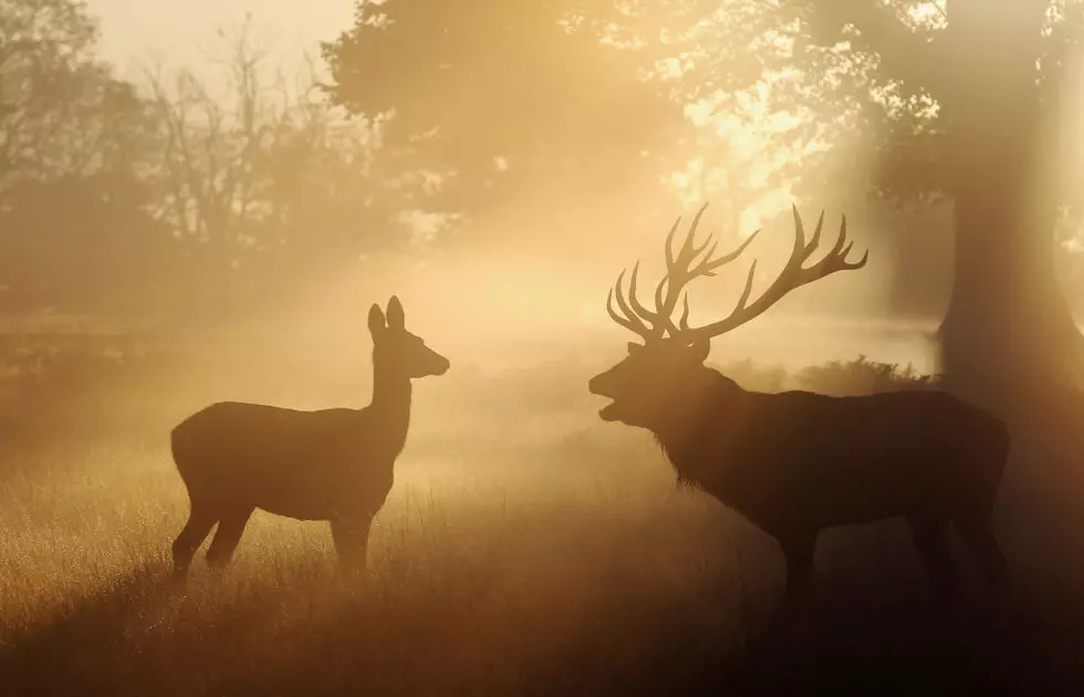 Oklahoma Deer Hunters Can Now Find Families to Share Their Deer Meat With