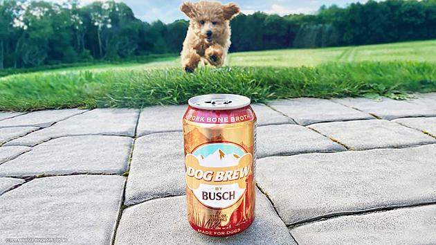 So Busch Now Makes a Brew for Dogs
