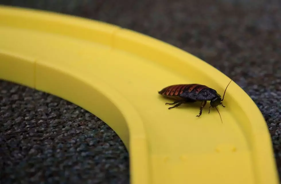 Texas Zoo Once Again Letting You Name a Cockroach After Your Ex