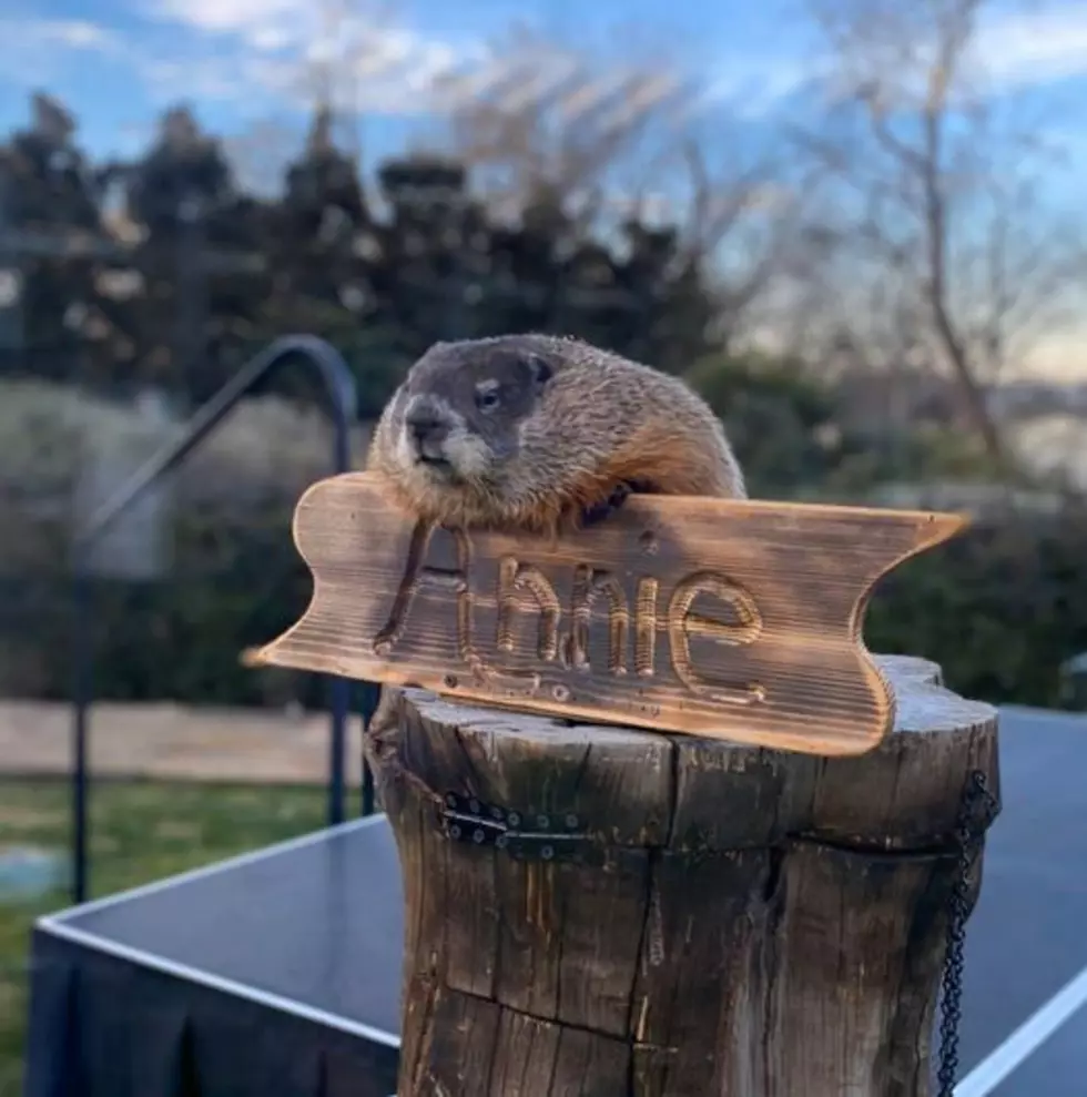 Hold Up, North Texas Has It’s Own Groundhog We’re Supposed to Listen To?