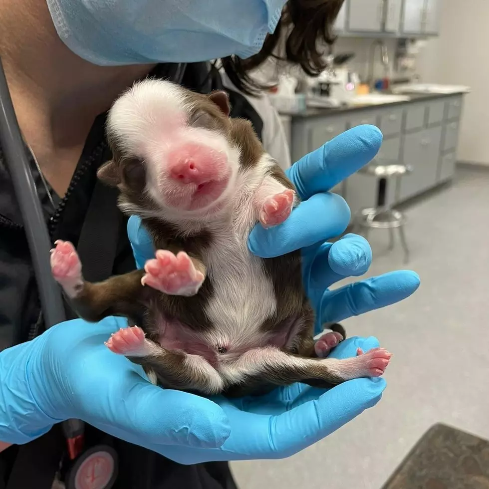 Oklahoma Animal Hospital Gives Birth to Six Legged Dog with Two Tails