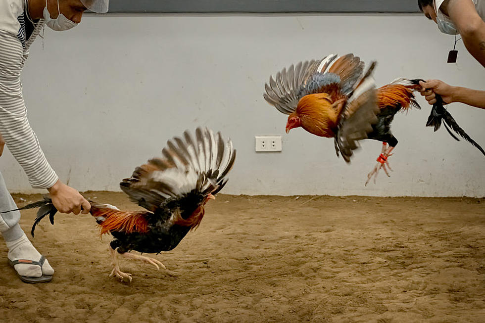 Oklahoma Farmer Defends Cockfighting, Thinks He Did Nothing Wrong