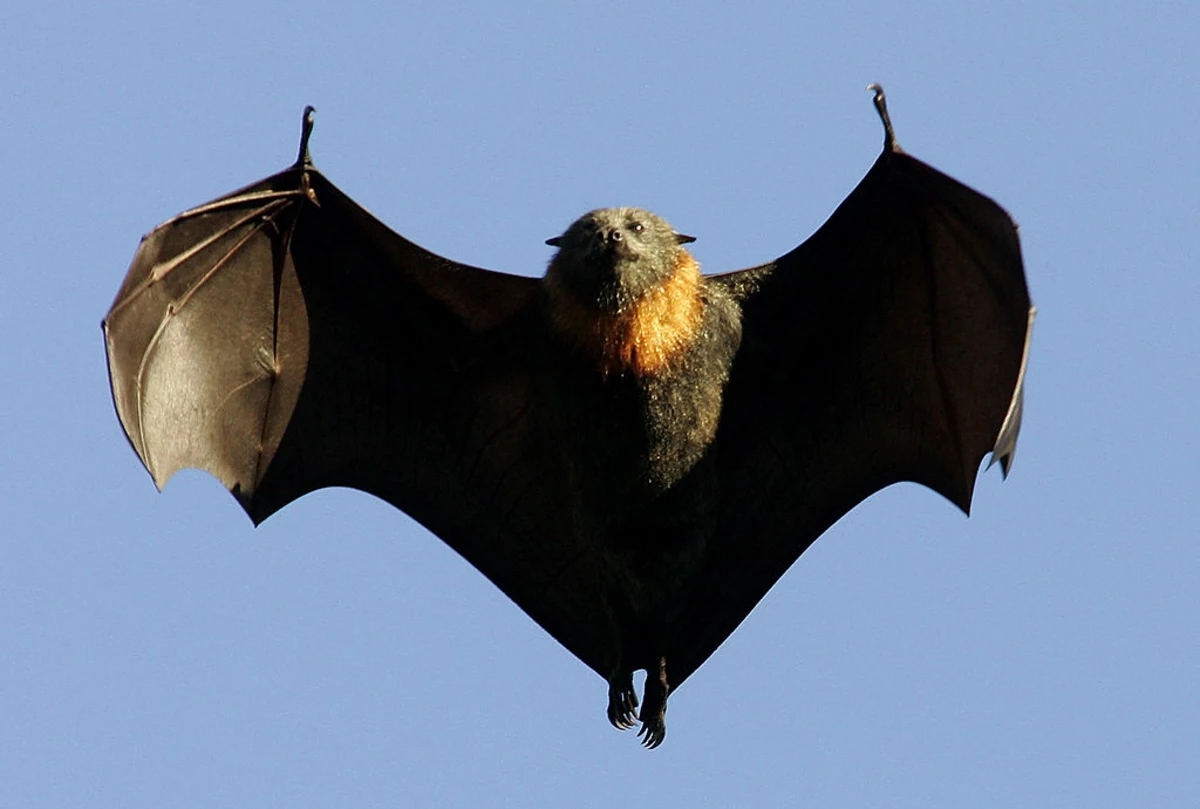 Plan to use baby bats as bait to move flying fox colony away from