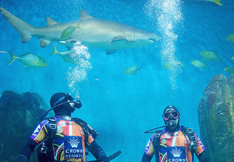 Oklahoma Aquarium Letting You Jump Into Their Shark Exhibit