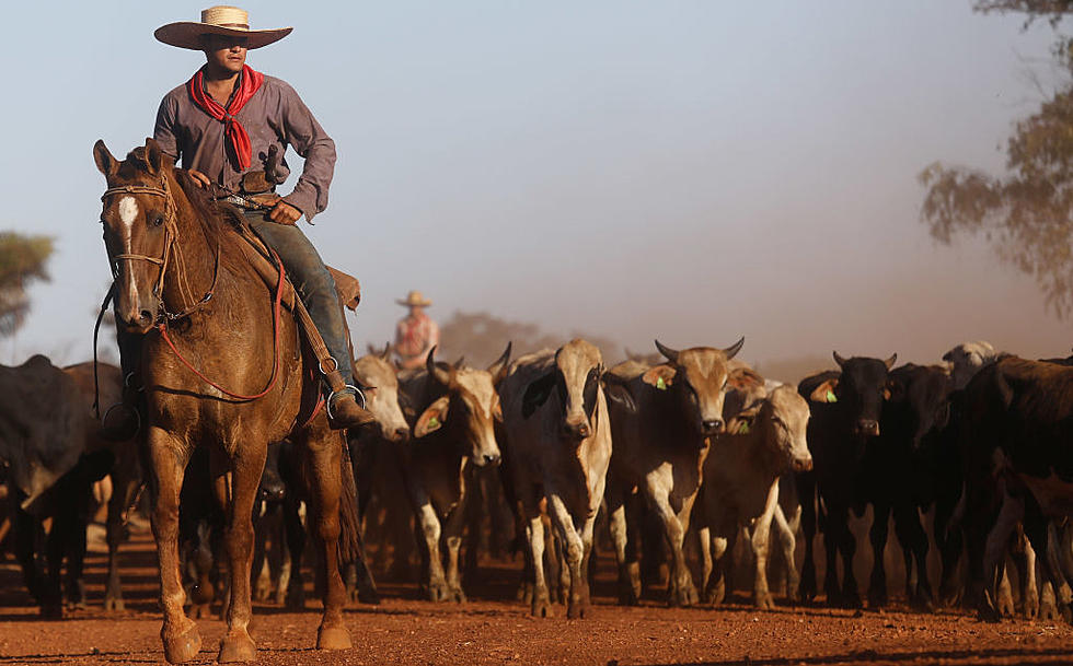 At Least Ten Oklahomans Have Been Treated for Taking Animal Medicine This Summer