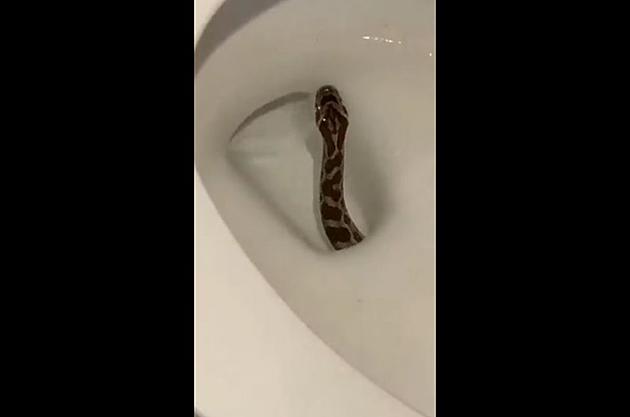 Worst Nightmare Realized: Watch a Snake Coming Up a Texas Toilet