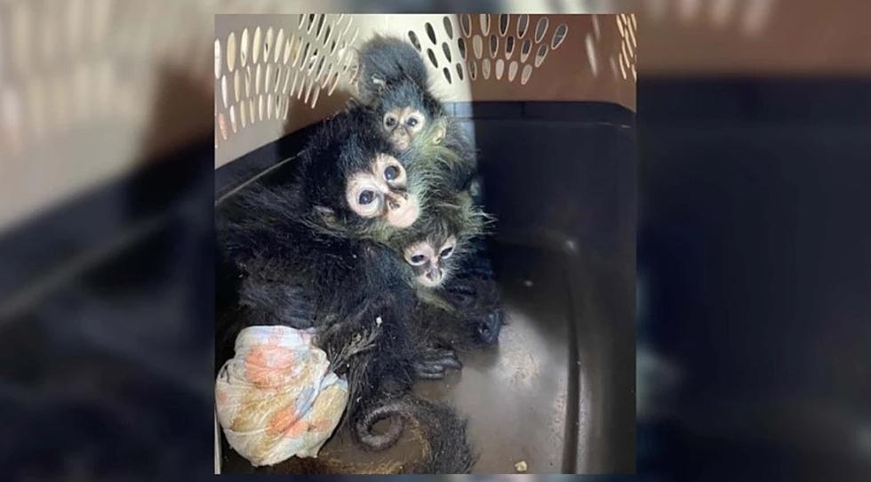 Someone Tried to Sneak a Bunch of Spider Monkeys into Texas at the Border