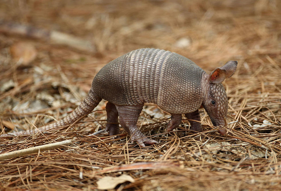 Screw Groundhog Day, It&#8217;s Armadillo Day in Texas