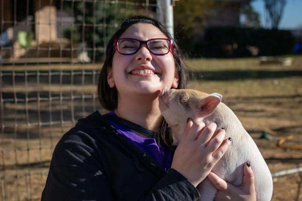 Wanna Cuddle with Kunekune Pigs? Check Out This North Texas Airbnb Experience