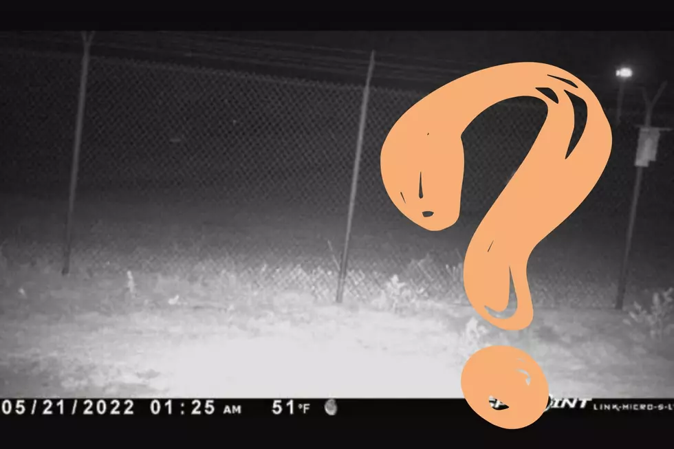 Strange Object Captured on Video Outside of Amarillo Zoo