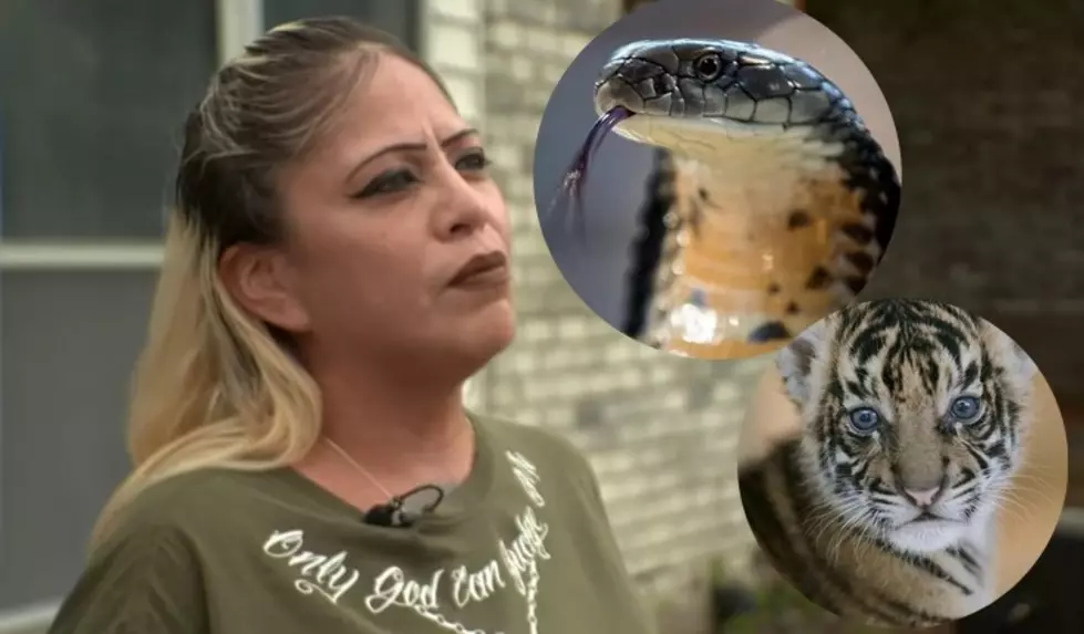 Texas Woman Has the Worst Luck, She Lived Next to the Cobra Guy AND a Tiger Guy