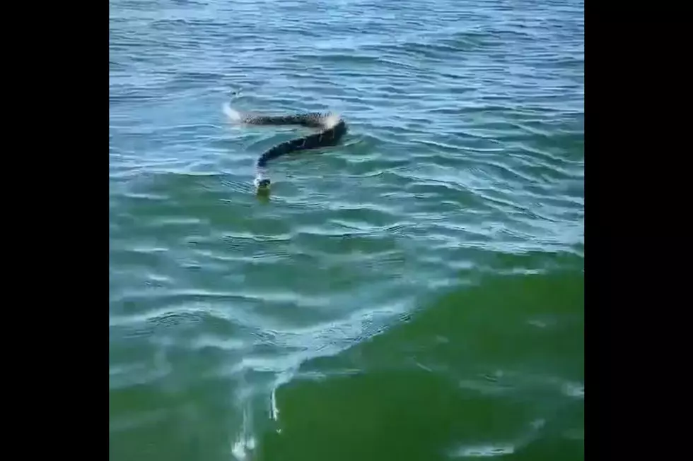 So Much Nope – Video Shows Rattlesnake Swimming in Texas Lake