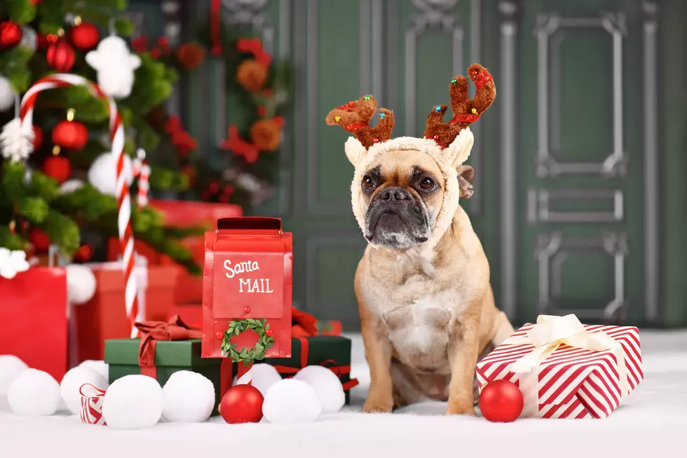 How Many Texans Treat Their Pets Like ‘Little Humans’ at Christmas Time?