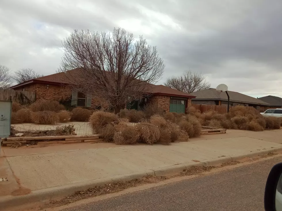 Texas Town Invaded by Tumbleweeds, People Can’t Leave Their Homes