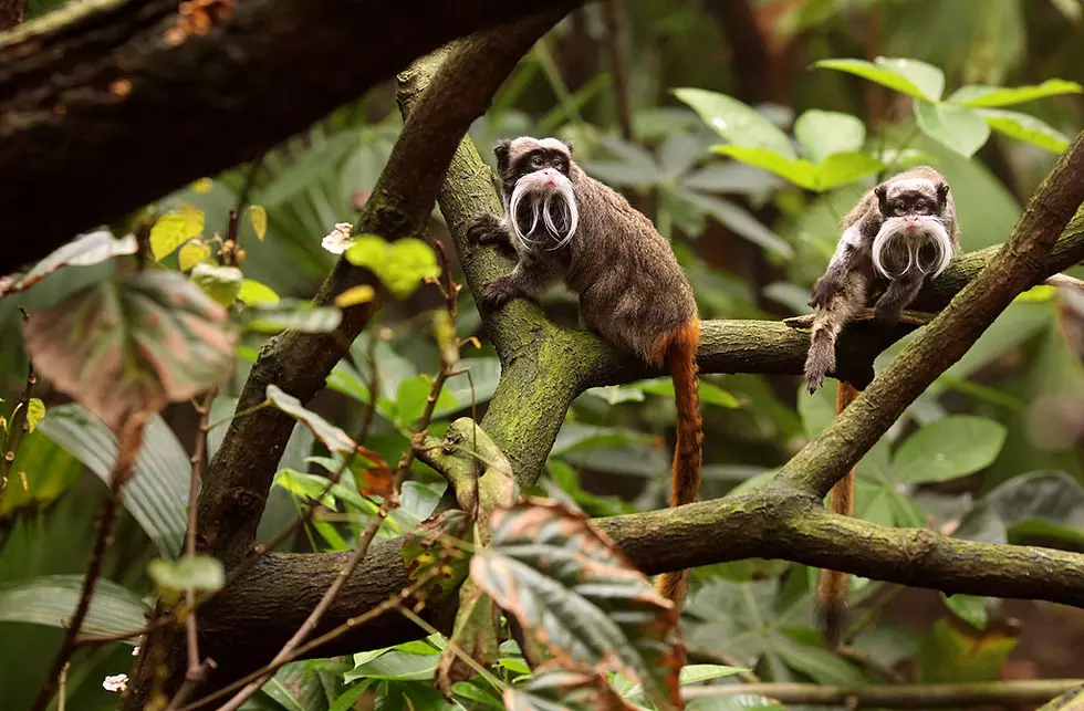 Dallas Zoo’s Terrible Month Continues, Two Monkeys Now Stolen from Zoo