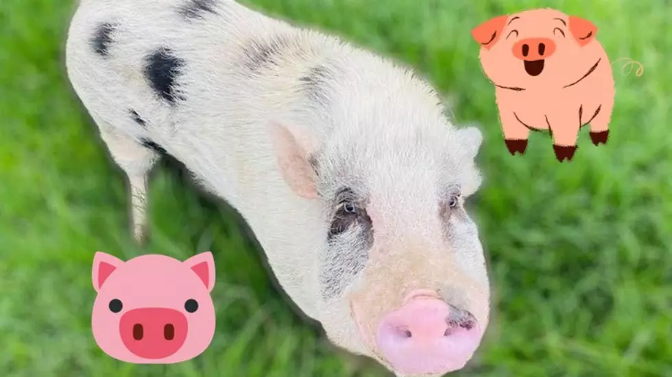 We Need to Let This Oklahoma Woman Keep Her Pet Pig