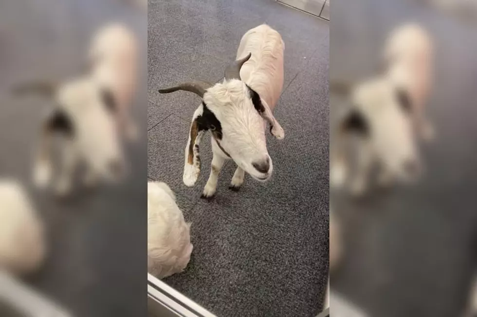 What Were a Couple of Goats Doing in a Target in Texas?