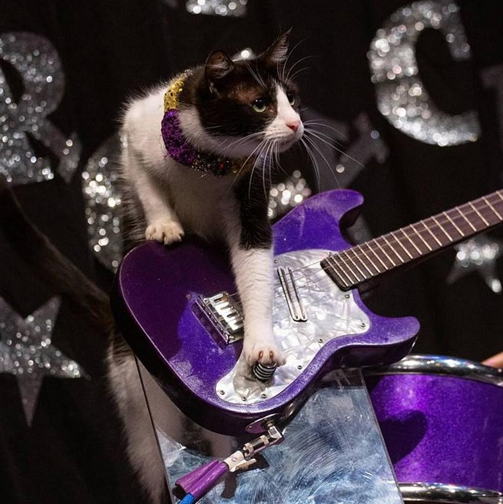 An All Cat Rock Band is Performing in Fort Worth, Texas for Three Nights